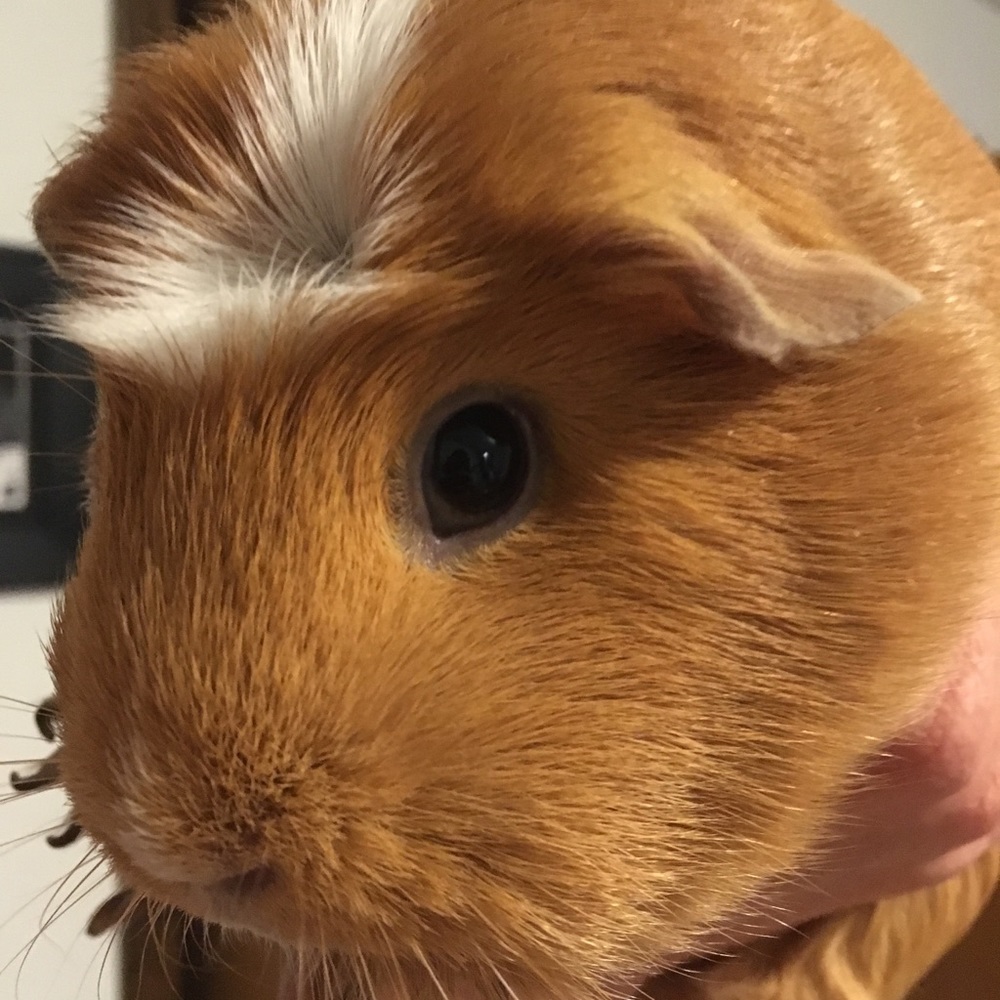 Meet your Posher, Lisa